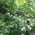 Stewartia pseudocamellia